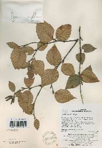 Betula schmidtii image