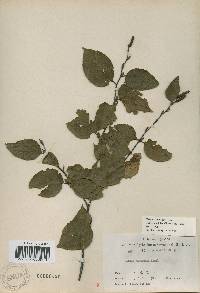 Betula schmidtii image