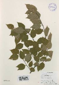 Betula schmidtii image