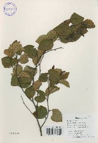 Betula schmidtii image