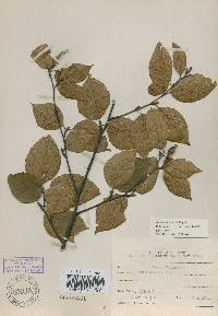 Betula schmidtii image