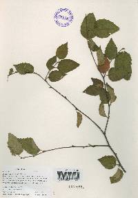 Betula schmidtii image