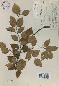 Betula schmidtii image