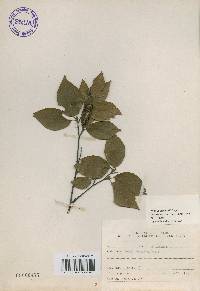 Betula schmidtii image