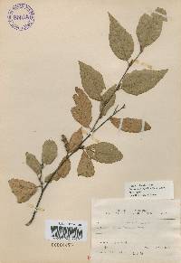 Betula schmidtii image