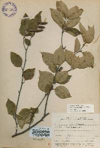 Betula schmidtii image