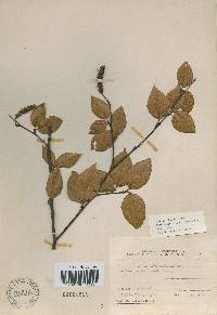 Betula schmidtii image