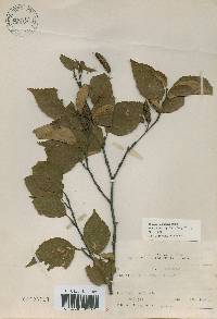 Betula schmidtii image