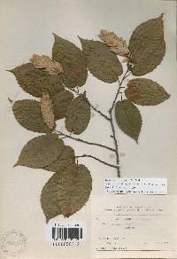 Carpinus cordata image