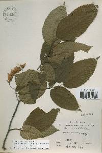 Carpinus cordata image