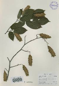 Carpinus cordata image