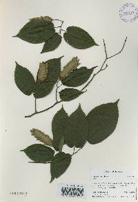 Carpinus cordata image