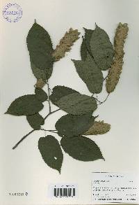 Carpinus cordata image