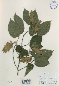 Carpinus cordata image