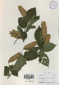 Carpinus cordata image