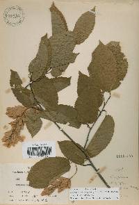 Carpinus cordata image