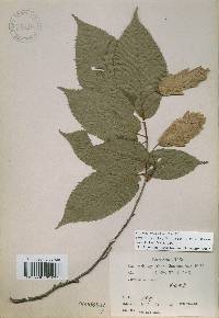 Carpinus cordata image