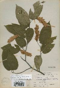 Carpinus cordata image