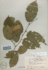 Carpinus cordata image