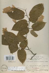 Carpinus cordata image