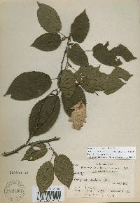 Carpinus cordata image