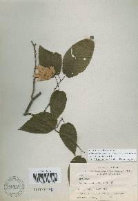 Carpinus cordata image