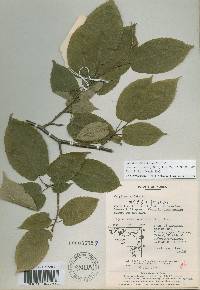 Carpinus cordata image