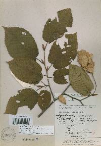 Carpinus cordata image