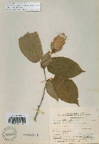 Carpinus cordata image