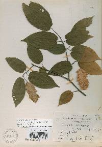 Carpinus cordata image