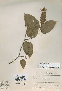 Carpinus cordata image