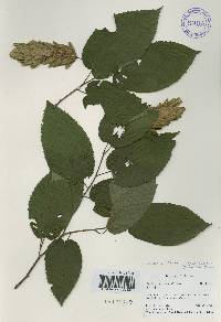 Carpinus cordata image