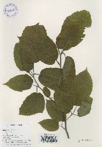 Carpinus cordata image