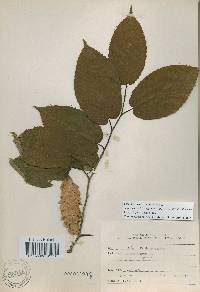 Carpinus cordata image