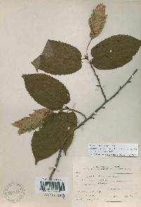 Carpinus cordata image