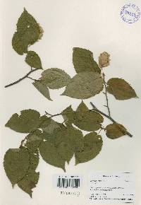 Carpinus cordata image