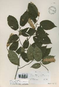 Carpinus cordata image