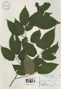 Carpinus cordata image