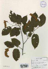 Carpinus cordata image