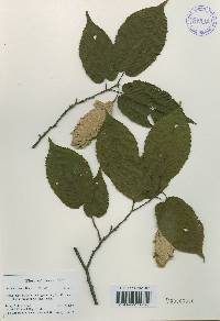 Carpinus cordata image