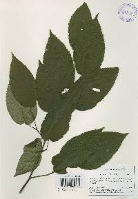 Carpinus cordata image