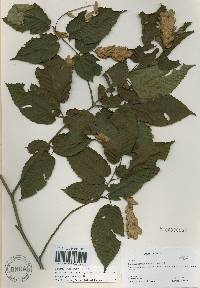 Carpinus cordata image