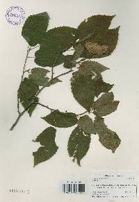 Carpinus cordata image