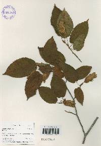 Carpinus cordata image