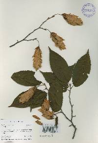 Carpinus cordata image