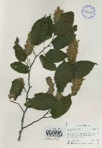 Carpinus cordata image