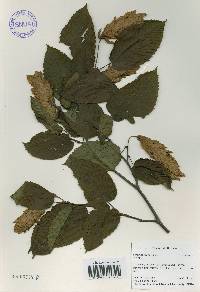 Carpinus cordata image