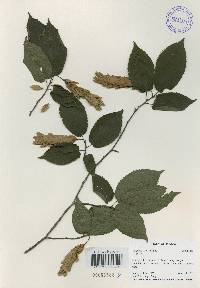 Carpinus cordata image