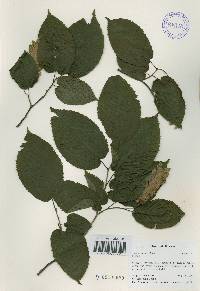 Carpinus cordata image