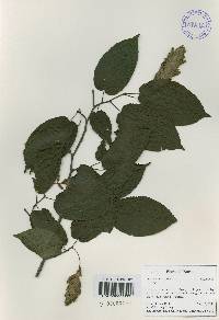 Carpinus cordata image